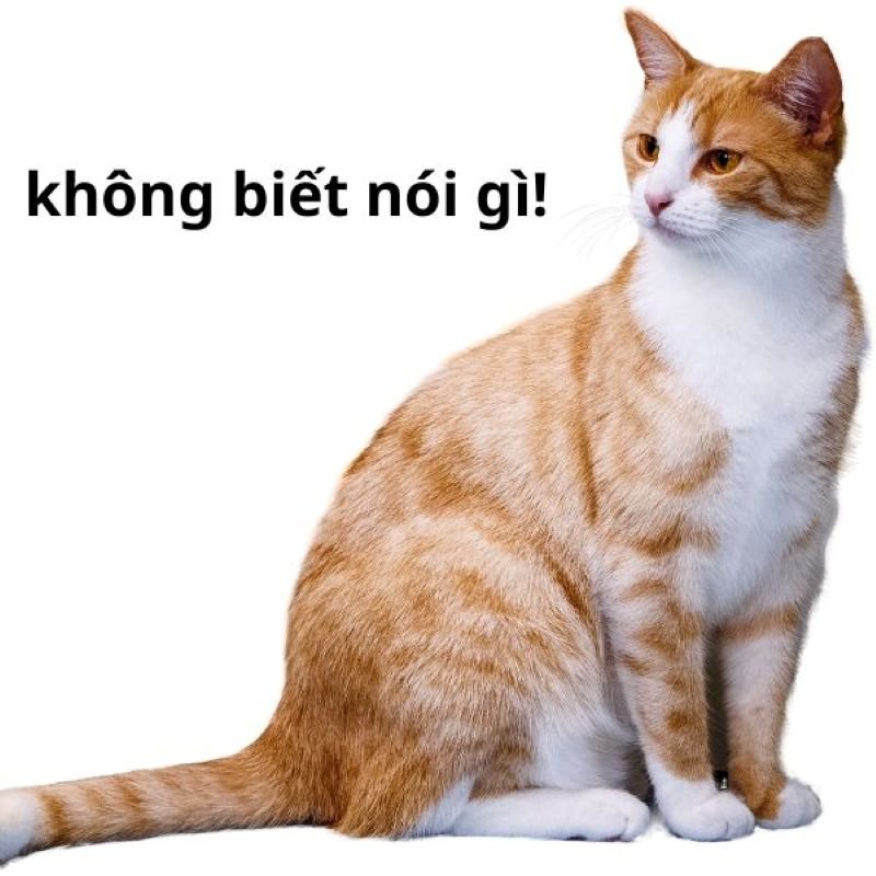 meme không cười không lấy tiền meme không cười không lấy tiền
