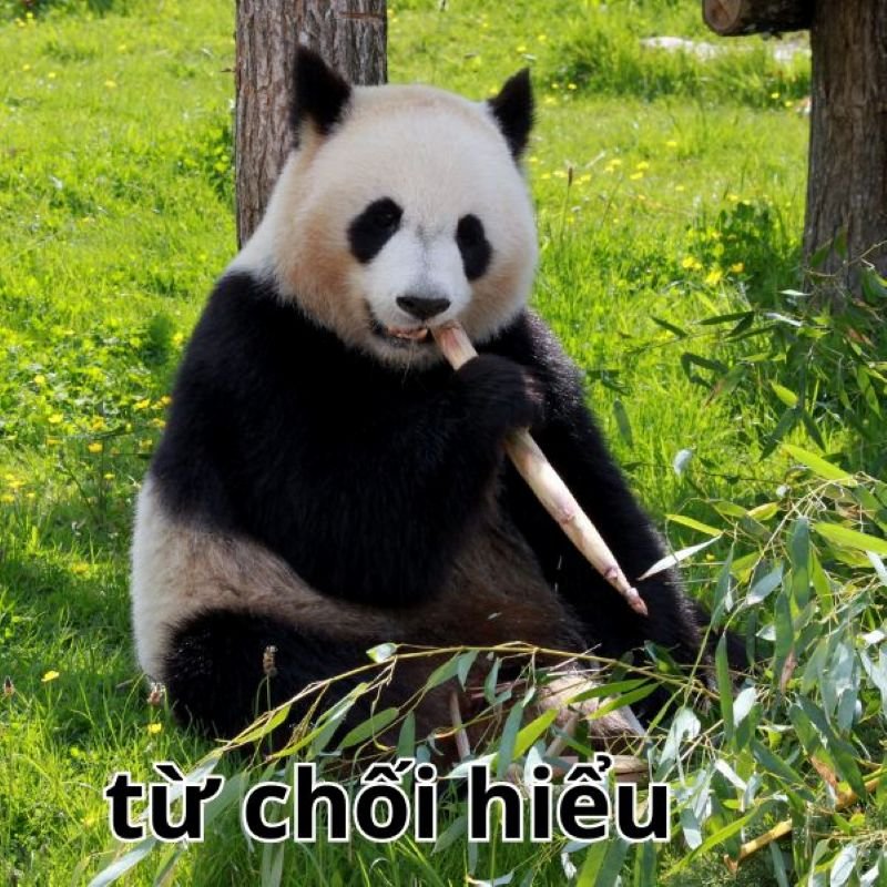 meme không dành cho ngày buồn meme không dành cho ngày buồn