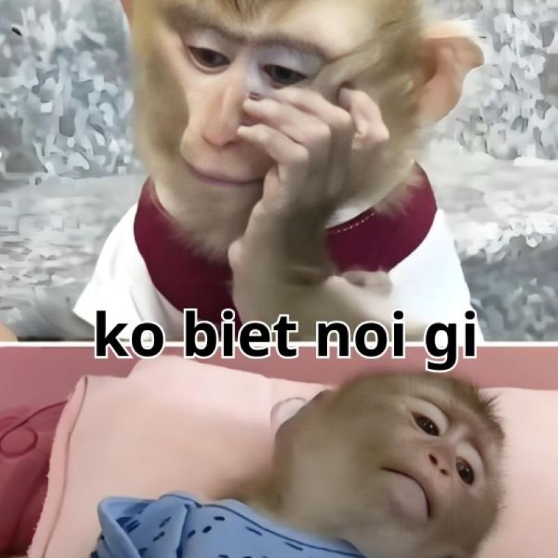 meme không đỡ nổi độ lầy meme không đỡ nổi độ lầy