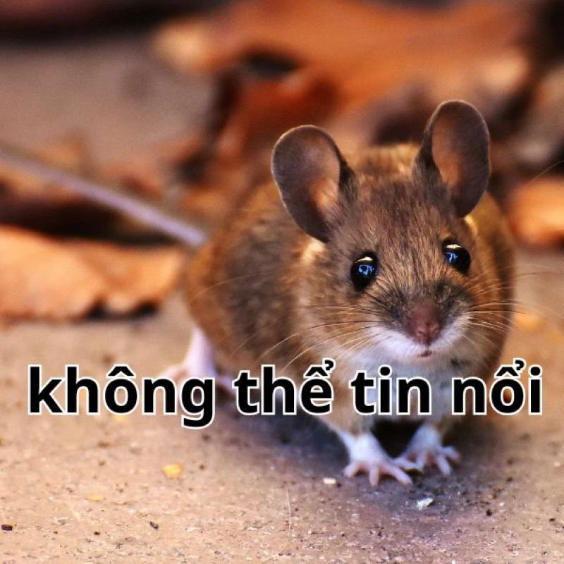 meme không thể lường trước meme không thể lường trước