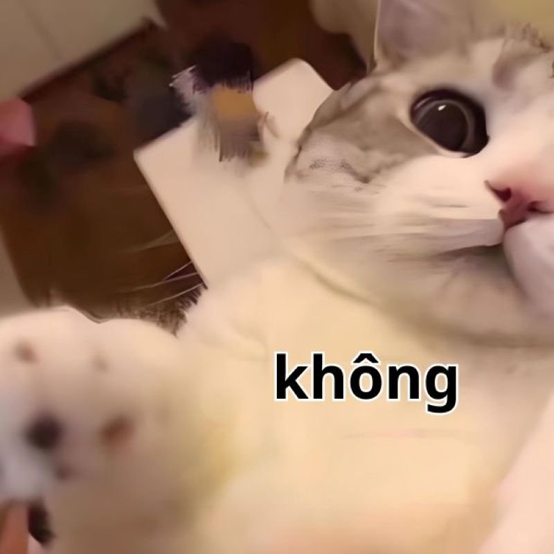 meme không thể thiếu trên mạng meme không thể thiếu trên mạng