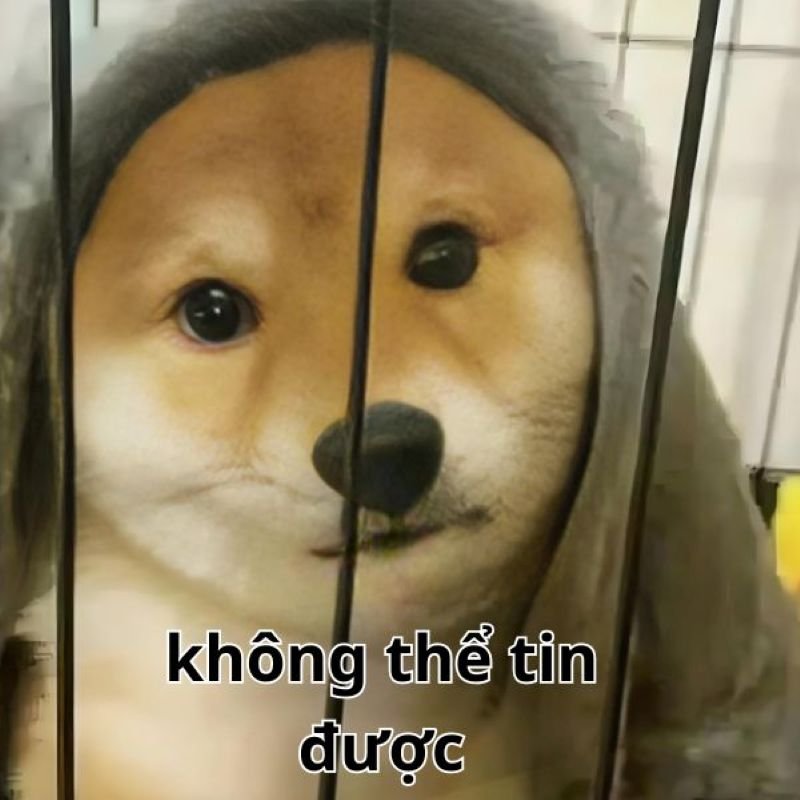 meme không xem thì quá phí meme không xem thì quá phí