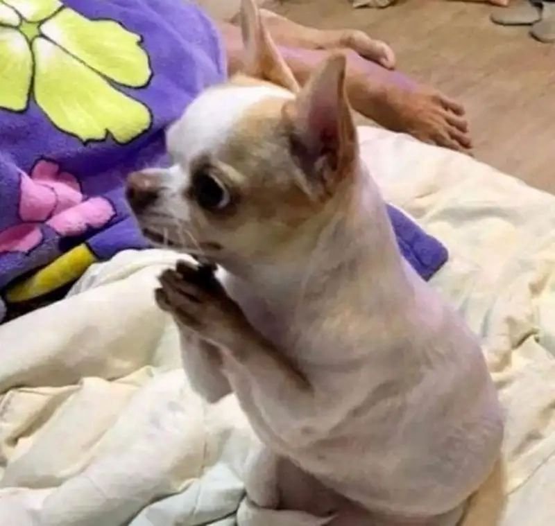 meme lạy nhìn là muốn cười meme lạy nhìn là muốn cười