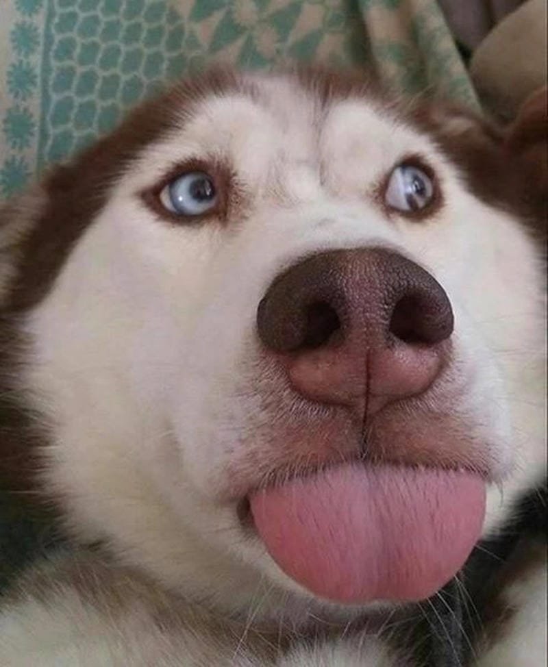 meme lè lưỡi biểu cảm khó đỡ