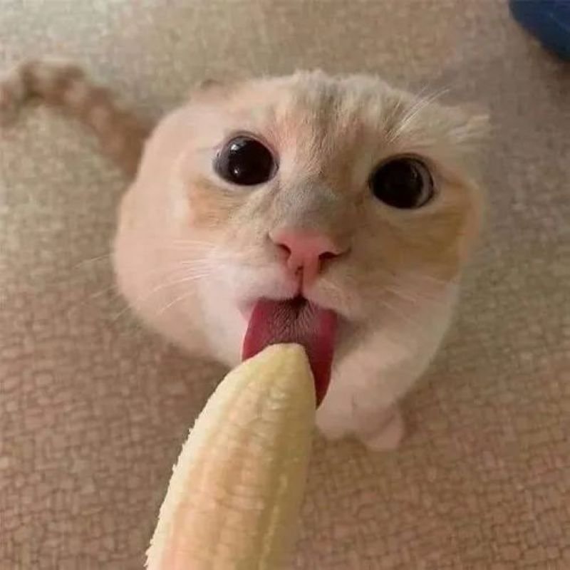 meme lè lưỡi biểu cảm siêu lầy