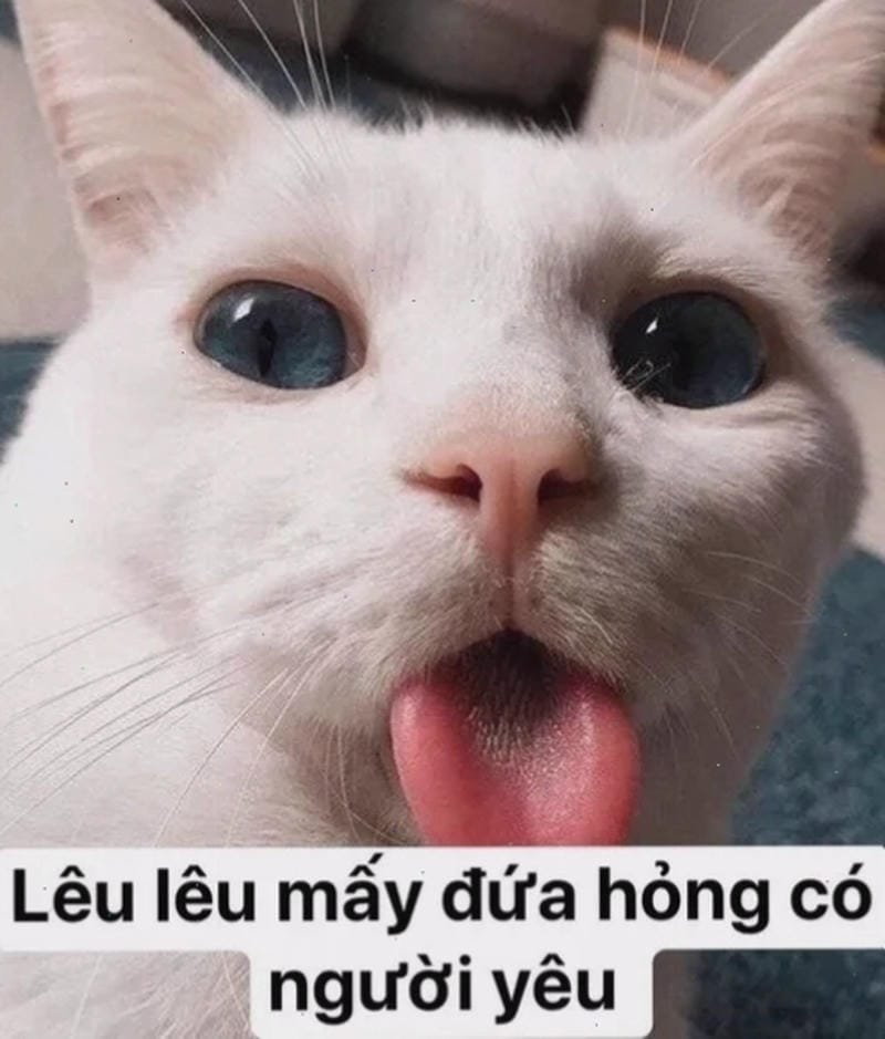 meme lè lưỡi cute đang viral