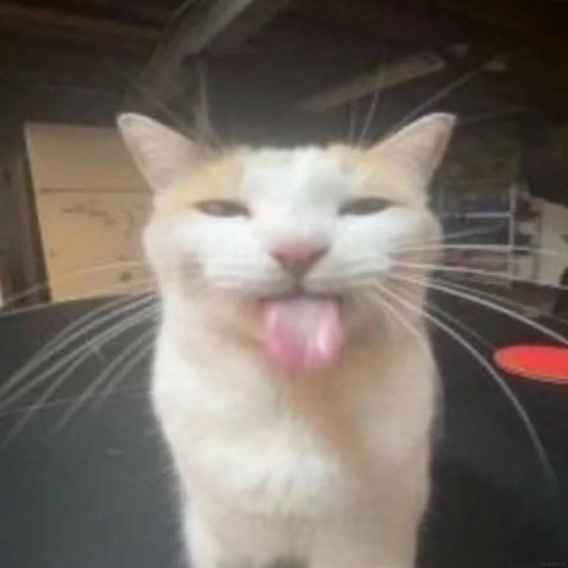 meme lè lưỡi đáng yêu hết mức