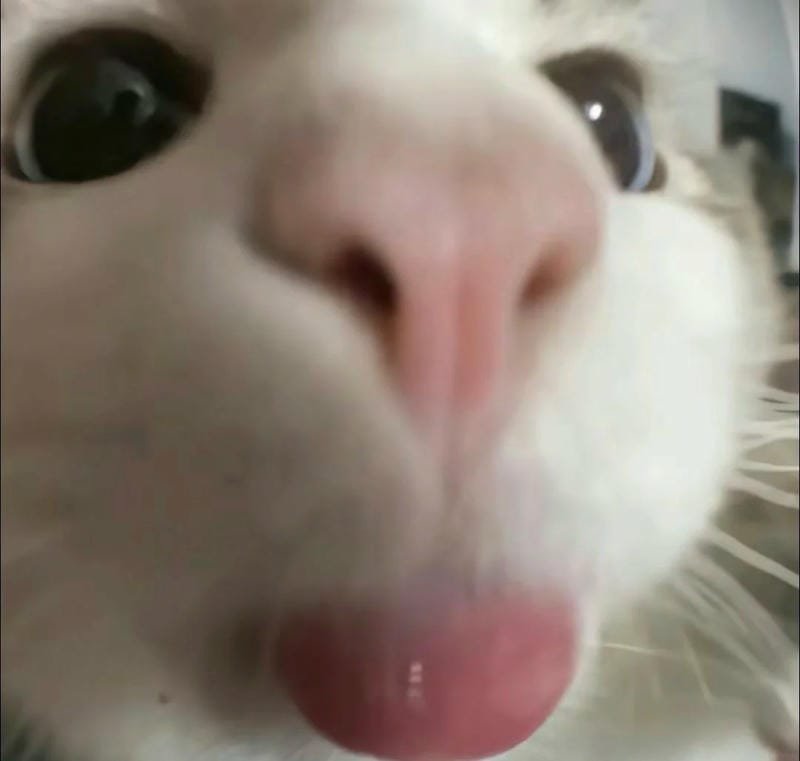 meme lè lưỡi khiến dân mạng thích thú