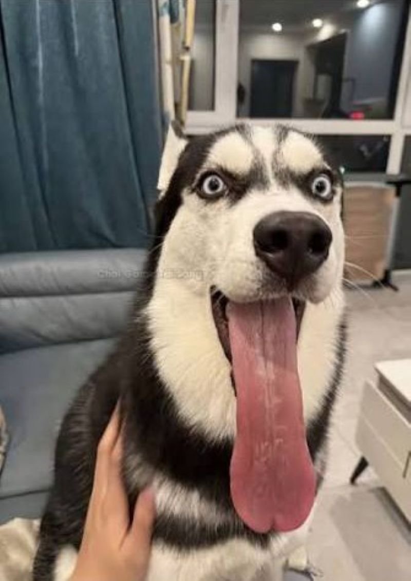 meme lè lưỡi ngộ nghĩnh cực vui