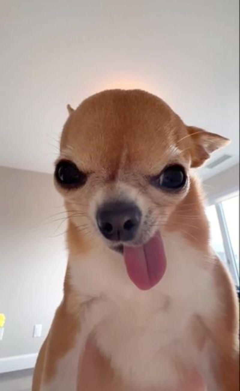 meme lè lưỡi nhìn là bật cười