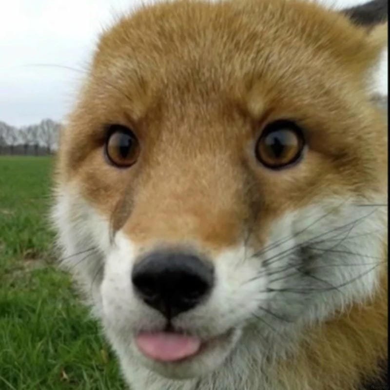 meme lè lưỡi siêu cute và lầy