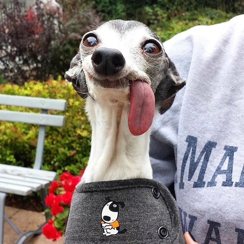 meme lè lưỡi troll bạn bè cực mạnh