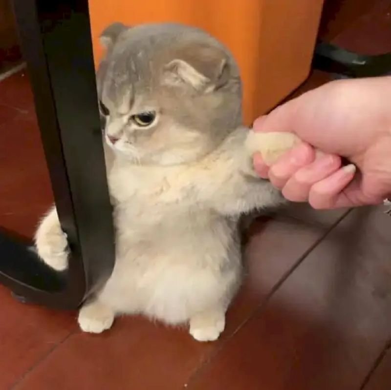 meme liếc cực đáng yêu và hài