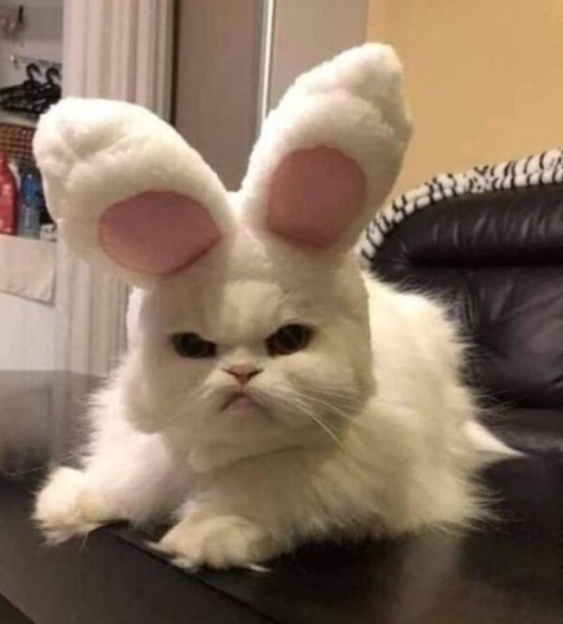 meme liếc cực gắt đầy biểu cảm