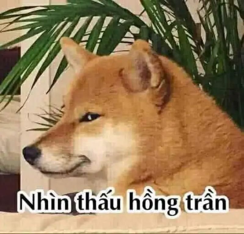 meme liếc cực lầy khiến dân mạng cười