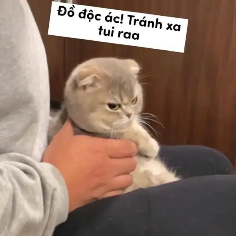 meme liếc nhìn đầy vẻ bất mãn
