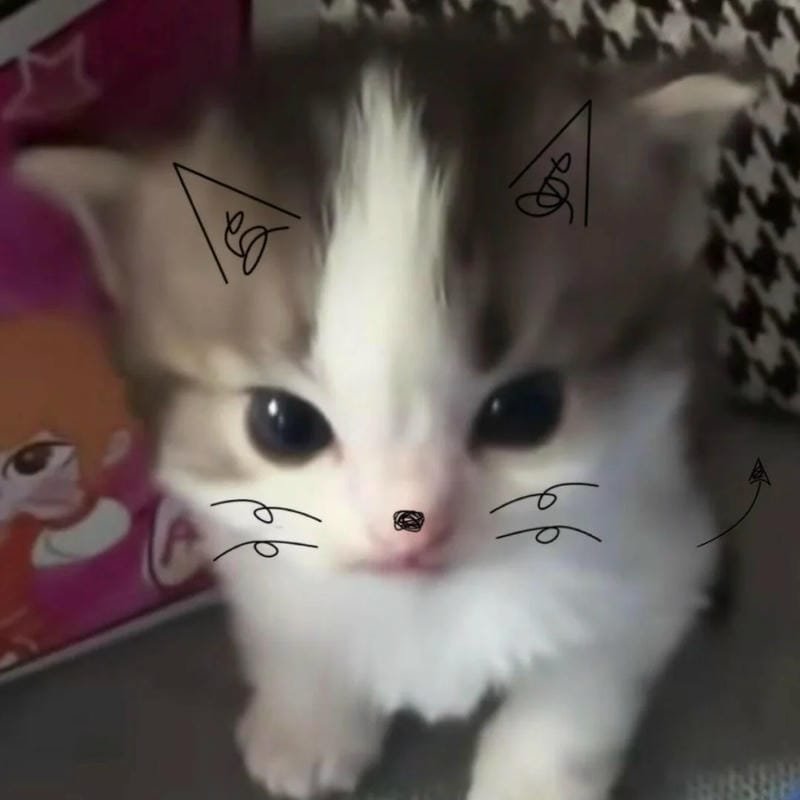 meme mèo bất lực trước cuộc đời meme mèo bất lực trước cuộc đời