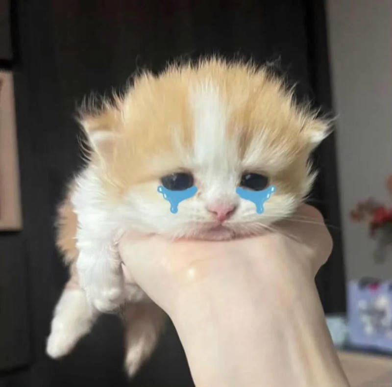 meme mèo biểu cảm khiến dân mạng thích meme mèo biểu cảm khiến dân mạng thích