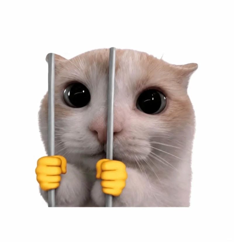 meme mèo cà khịa cực hài hước meme mèo cà khịa cực hài hước