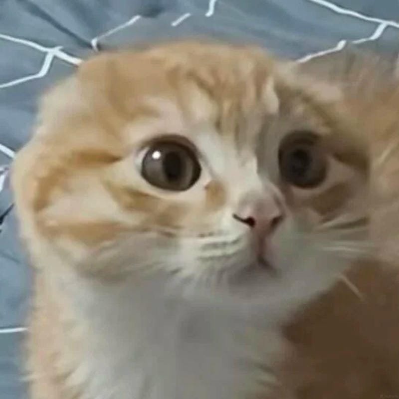 meme mèo cute khiến ai cũng bật cười meme mèo cute khiến ai cũng bật cười