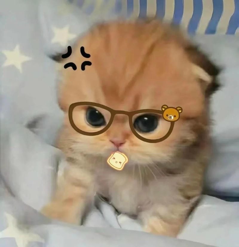 meme mèo cute nhìn là muốn cưng meme mèo cute nhìn là muốn cưng