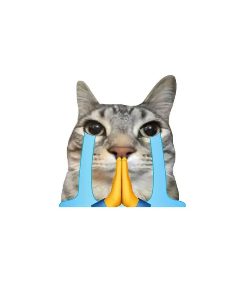 meme mèo đáng yêu với biểu cảm hài meme mèo đáng yêu với biểu cảm hài