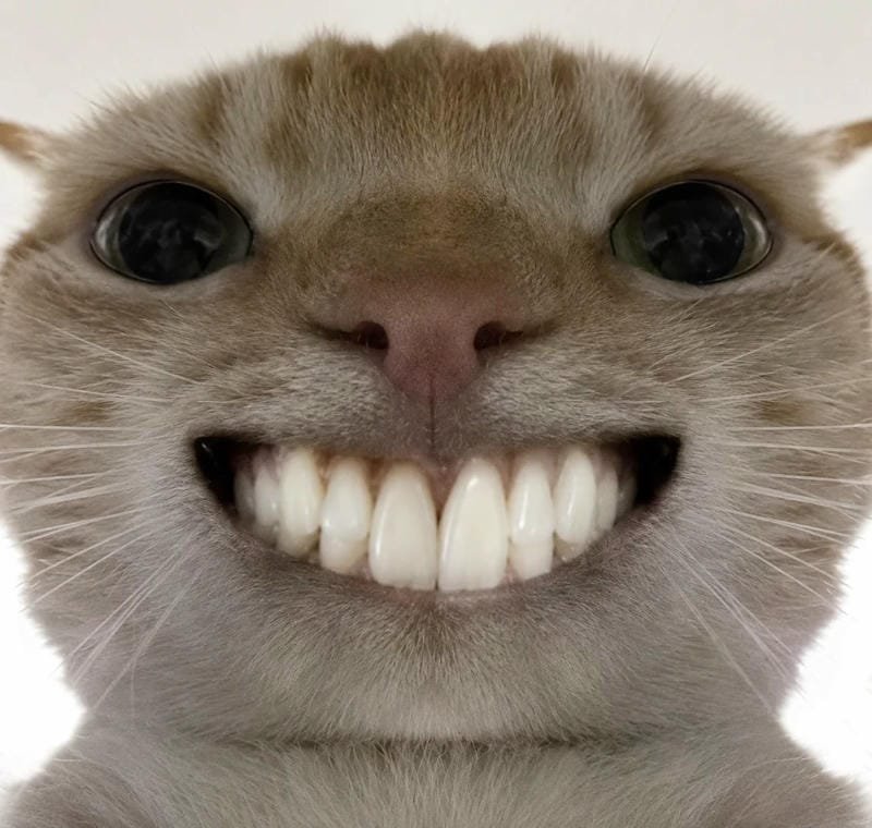 meme mèo dỗi hờn cực kỳ đáng yêu meme mèo dỗi hờn cực kỳ đáng yêu