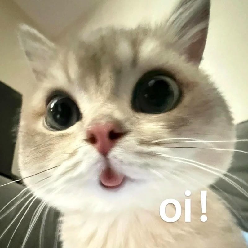 meme mèo hài hước biểu cảm cực đáng yêu meme mèo hài hước biểu cảm cực đáng yêu