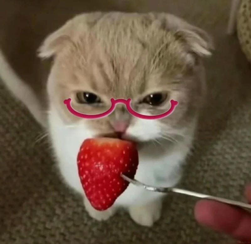 meme mèo hài hước đang gây sốt meme mèo hài hước đang gây sốt