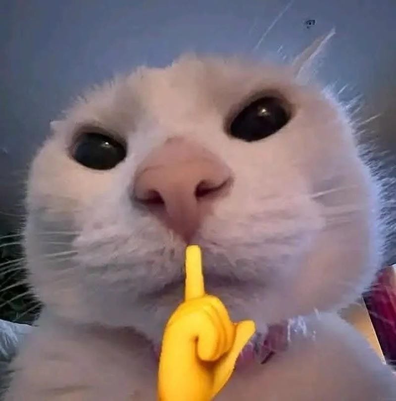 meme mèo khi bị chủ bắt gặp meme mèo khi bị chủ bắt gặp