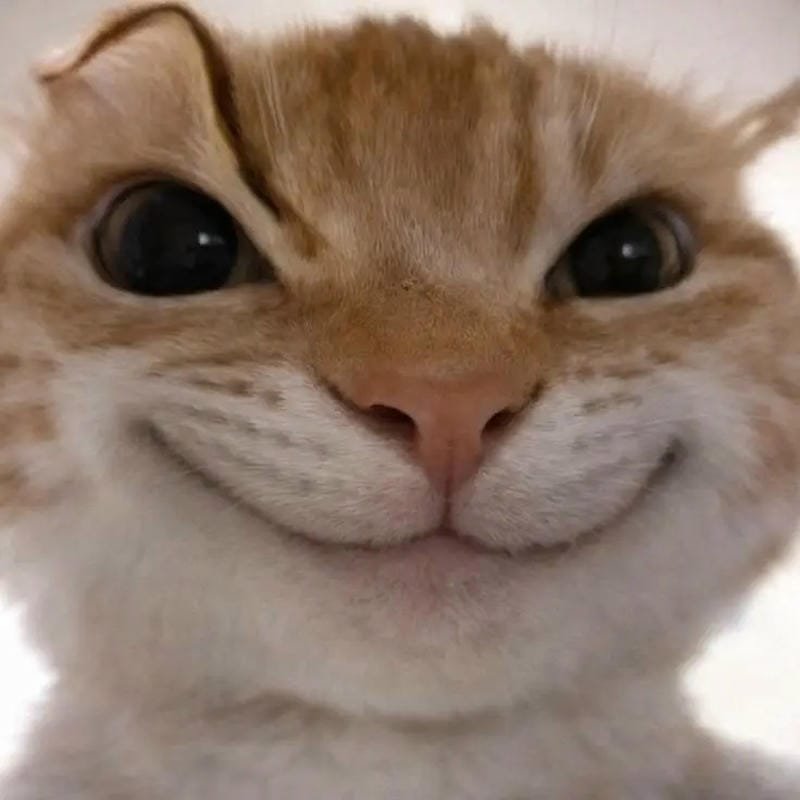 meme mèo khóc nhìn vừa thương vừa hài meme mèo khóc nhìn vừa thương vừa hài