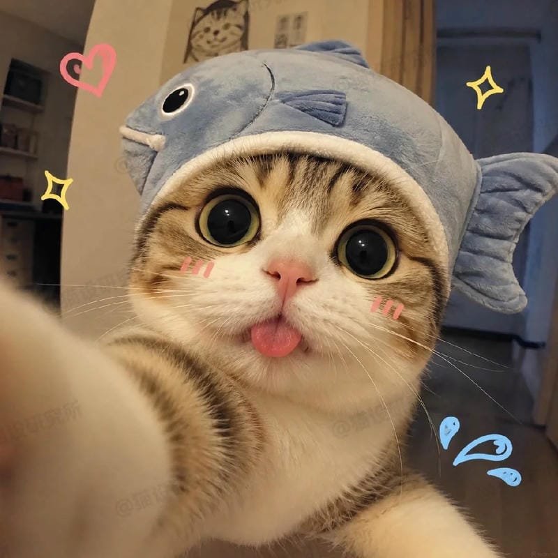 meme mèo ngơ ngác giữa đám đông meme mèo ngơ ngác giữa đám đông