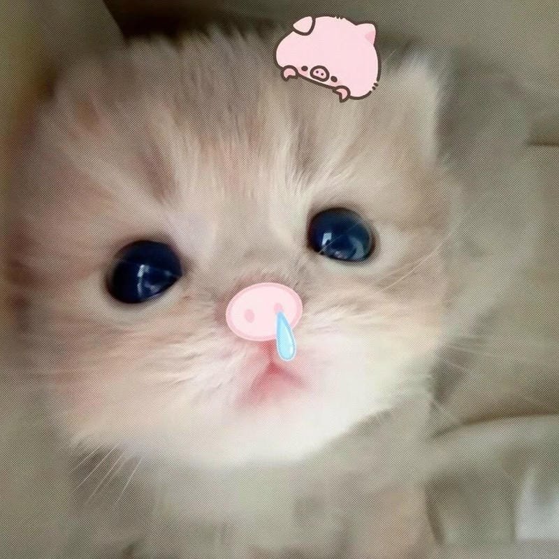 meme mèo ngơ ngác siêu hài hước meme mèo ngơ ngác siêu hài hước