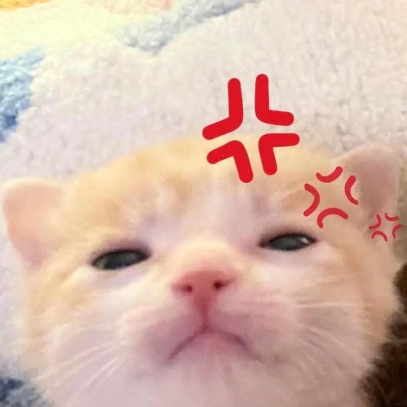 meme mèo nhìn đời đầy bất lực meme mèo nhìn đời đầy bất lực