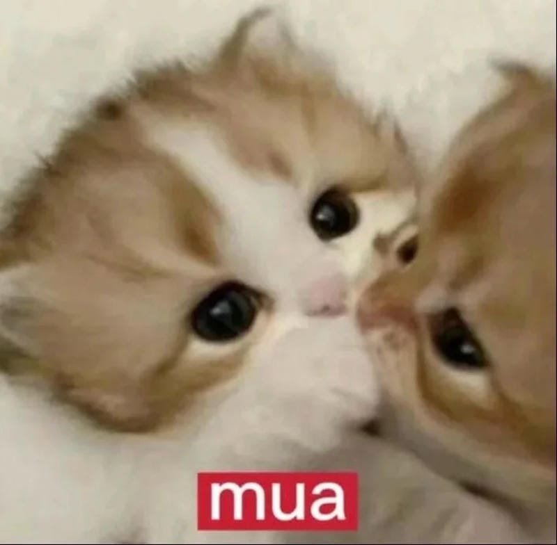 meme mèo sốc với biểu cảm bất ngờ meme mèo sốc với biểu cảm bất ngờ