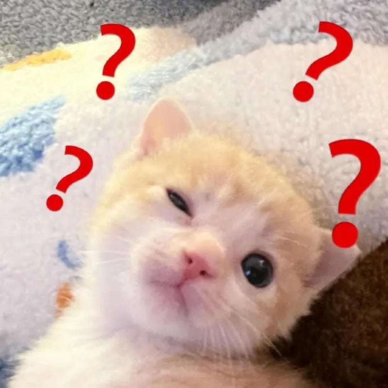 meme mèo vui vẻ với biểu cảm cực cute meme mèo vui vẻ với biểu cảm cực cute