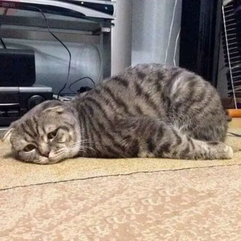 meme mệt mỏi chán đời cực mạnh