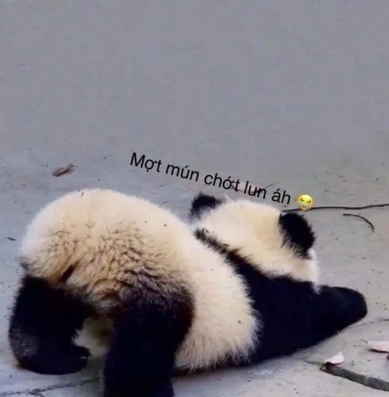 meme mệt mỏi muốn bỏ cuộc