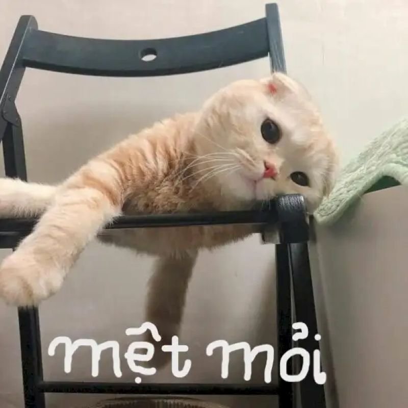 meme mệt mỏi nhìn cực hài hước