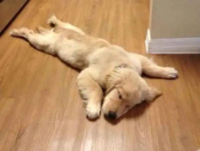 meme mệt mỏi sau một ngày làm việc