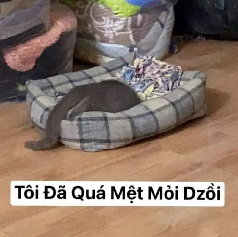 meme mệt mỏi vì chuyện tình cảm