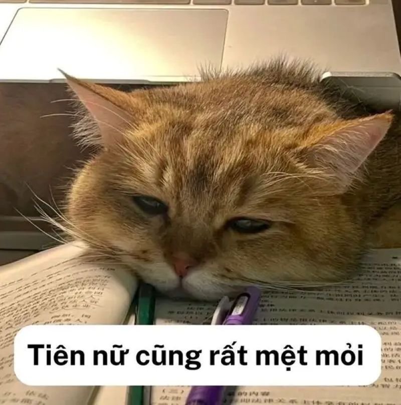 meme mệt mỏi với hàng đống công việc