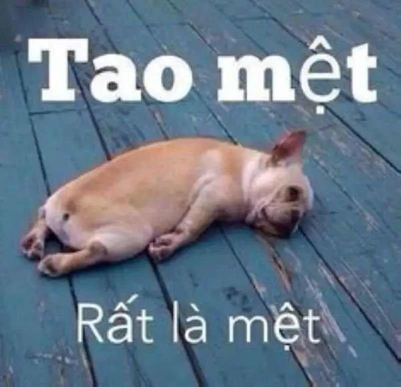 meme mệt mỏi với những ngày dài