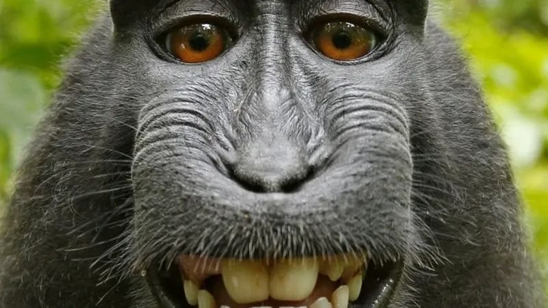 meme monkey ảnh chế biểu cảm siêu bá đạo meme monkey ảnh chế biểu cảm siêu bá đạo
