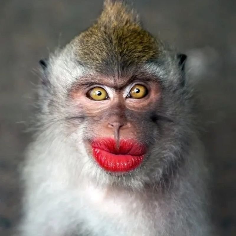 meme monkey ảnh chế cực kỳ viral meme monkey ảnh chế cực kỳ viral