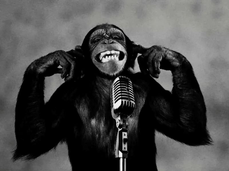 meme monkey ảnh chế với biểu cảm độc lạ meme monkey ảnh chế với biểu cảm độc lạ