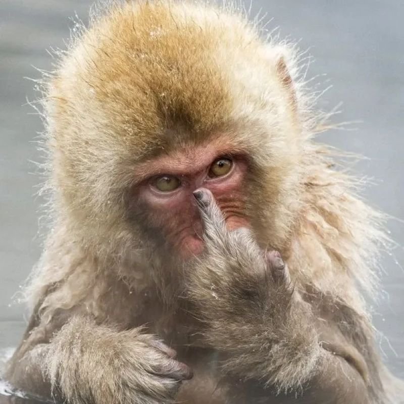 meme monkey biểu cảm bất lực hài hước meme monkey biểu cảm bất lực hài hước