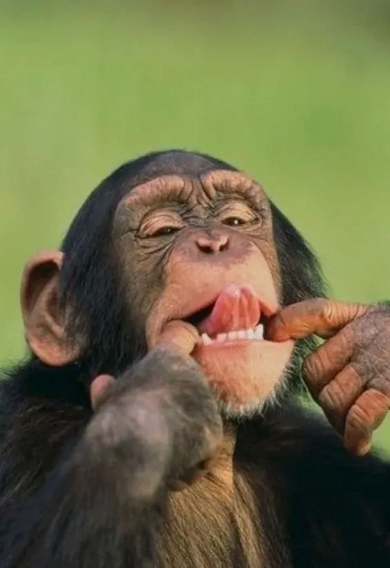 meme monkey biểu cảm cực hài hước meme monkey biểu cảm cực hài hước