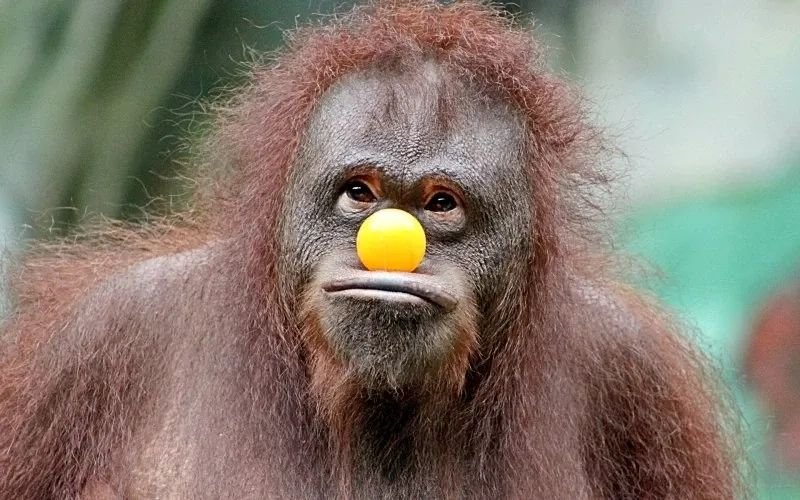 meme monkey biểu cảm cực kỳ bá đạo meme monkey biểu cảm cực kỳ bá đạo