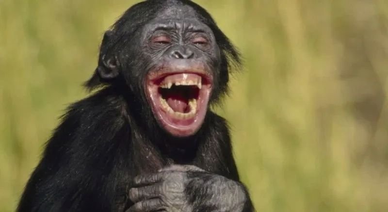 meme monkey biểu cảm cực kỳ đáng nhớ meme monkey biểu cảm cực kỳ đáng nhớ